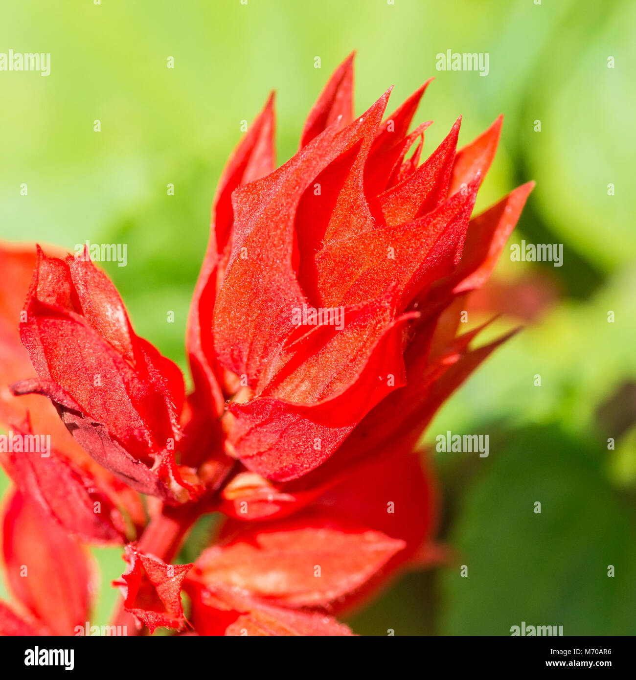 A macro shot of a bright red salvia blaze of fire bloom. Stock Photo