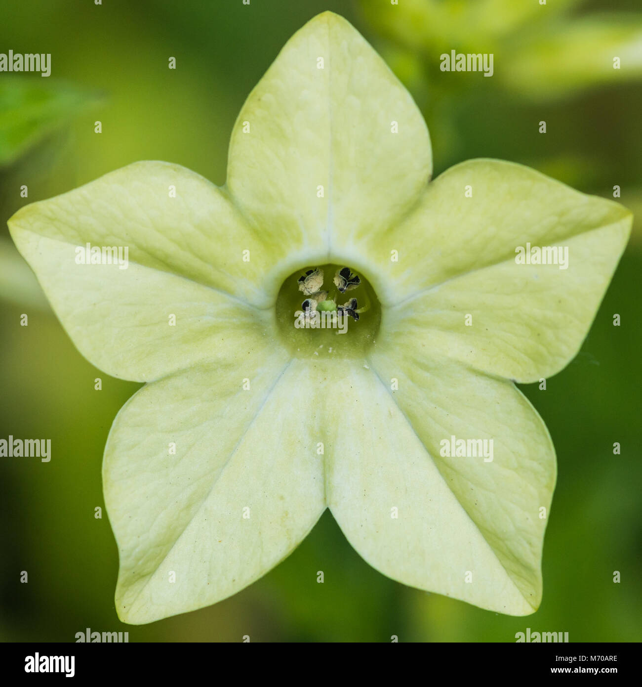 A macro shot of a lime green nicotiana bloom. Stock Photo