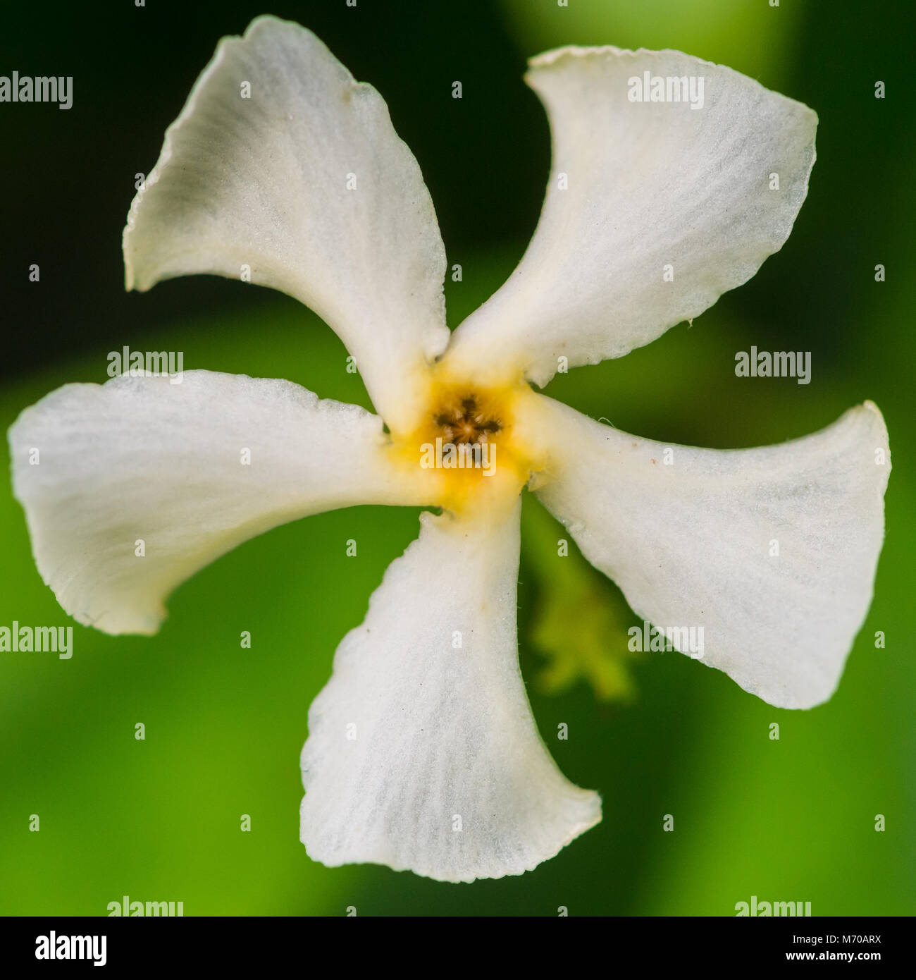 A macro shot of a star jasmine bush bloom. Stock Photo