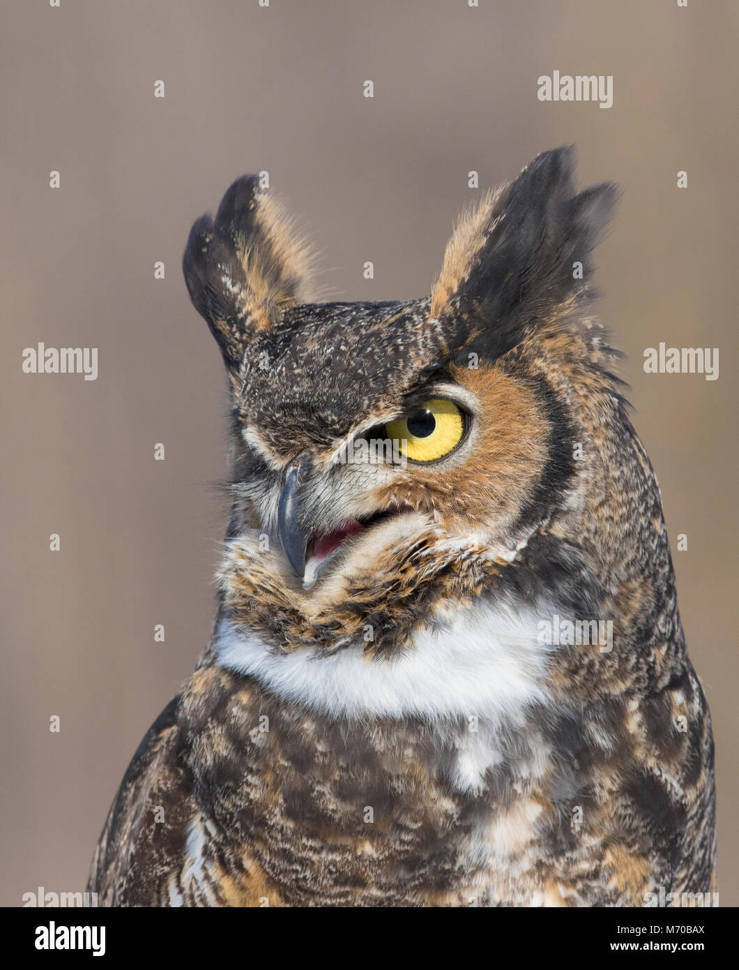 great horned owl portrait Stock Photo - Alamy