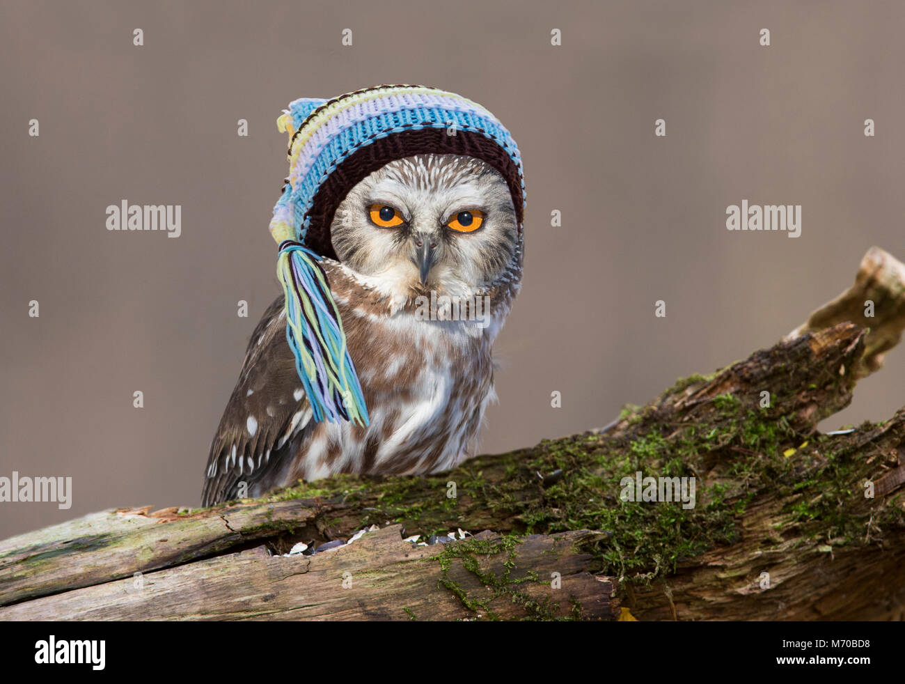 Cute northern saw-whet owl with baby hat Stock Photo - Alamy