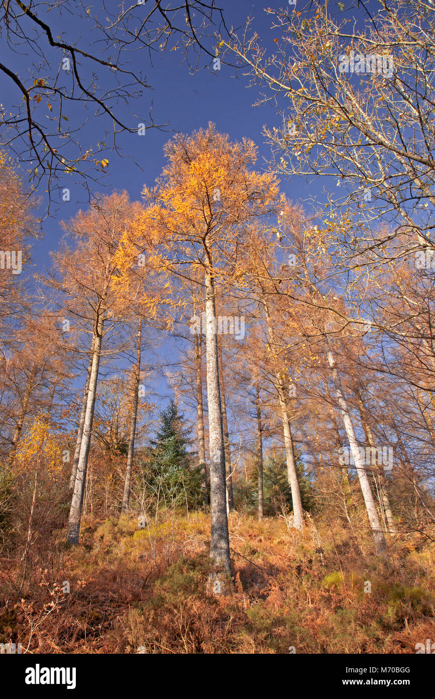 Trees in autumn colours, Gwydyr Forest, North Wales Stock Photo