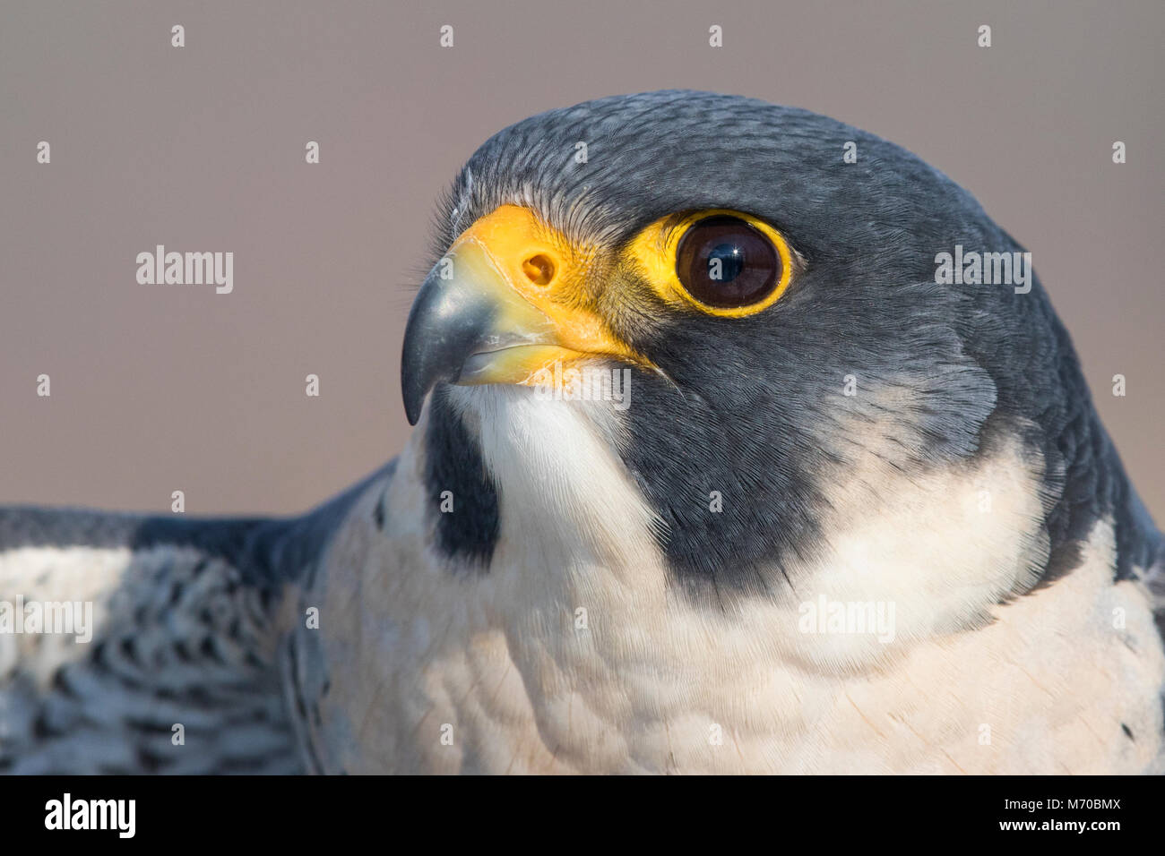 peregrine falcon portrait Stock Photo Alamy