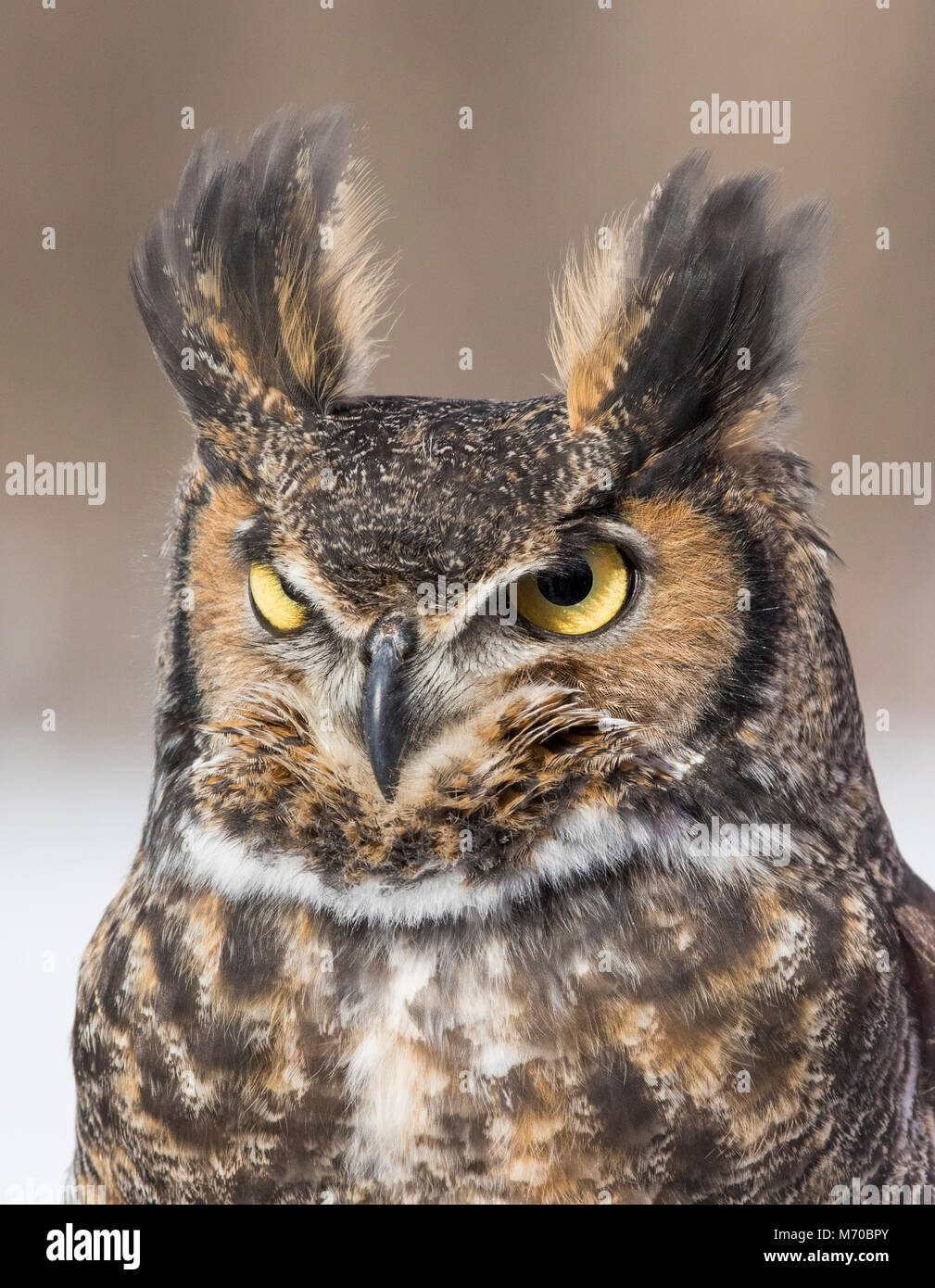 great horned owl portrait Stock Photo - Alamy