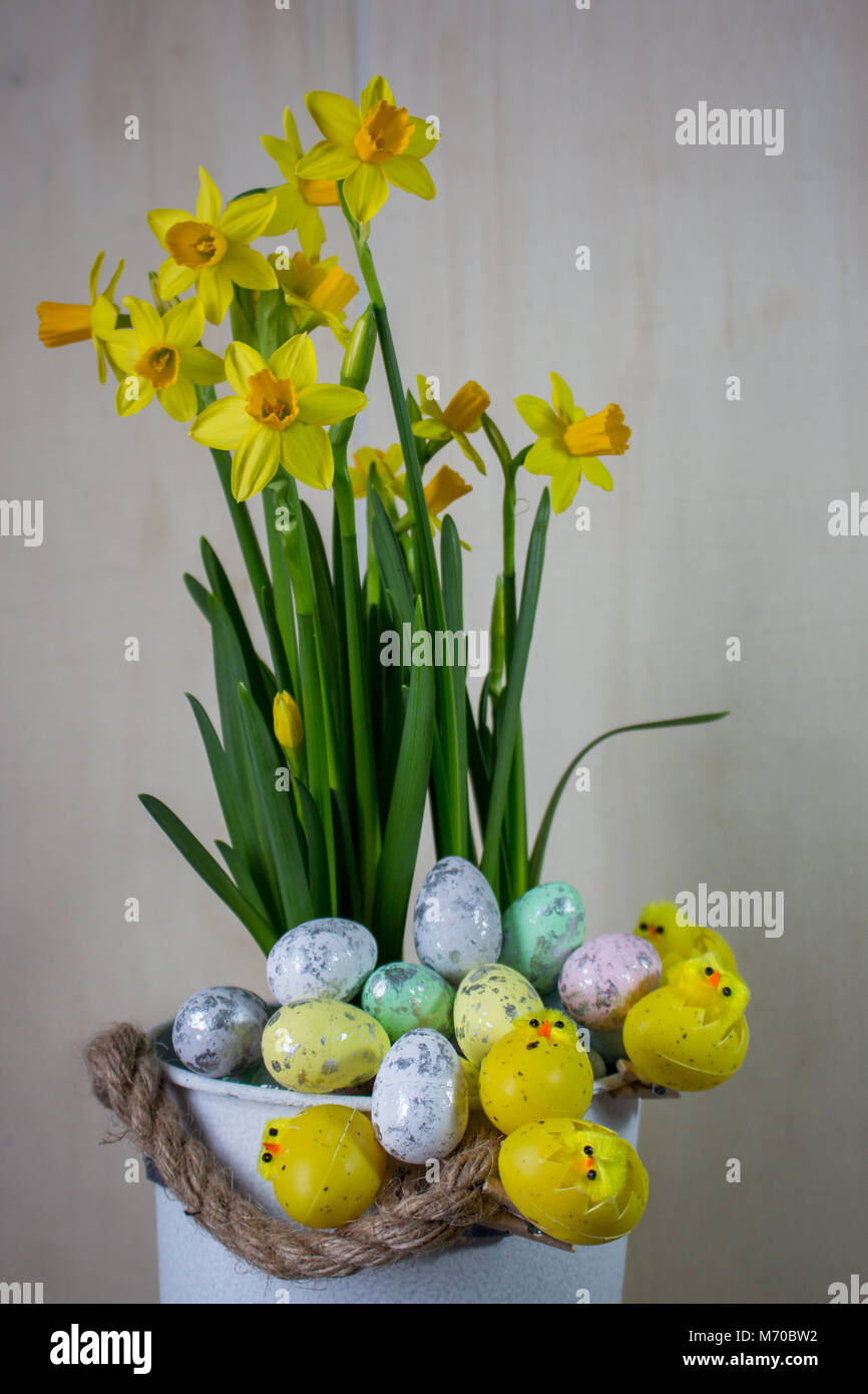 Easter eggs and chick hiding in the grass with daffodil Stock Photo - Alamy