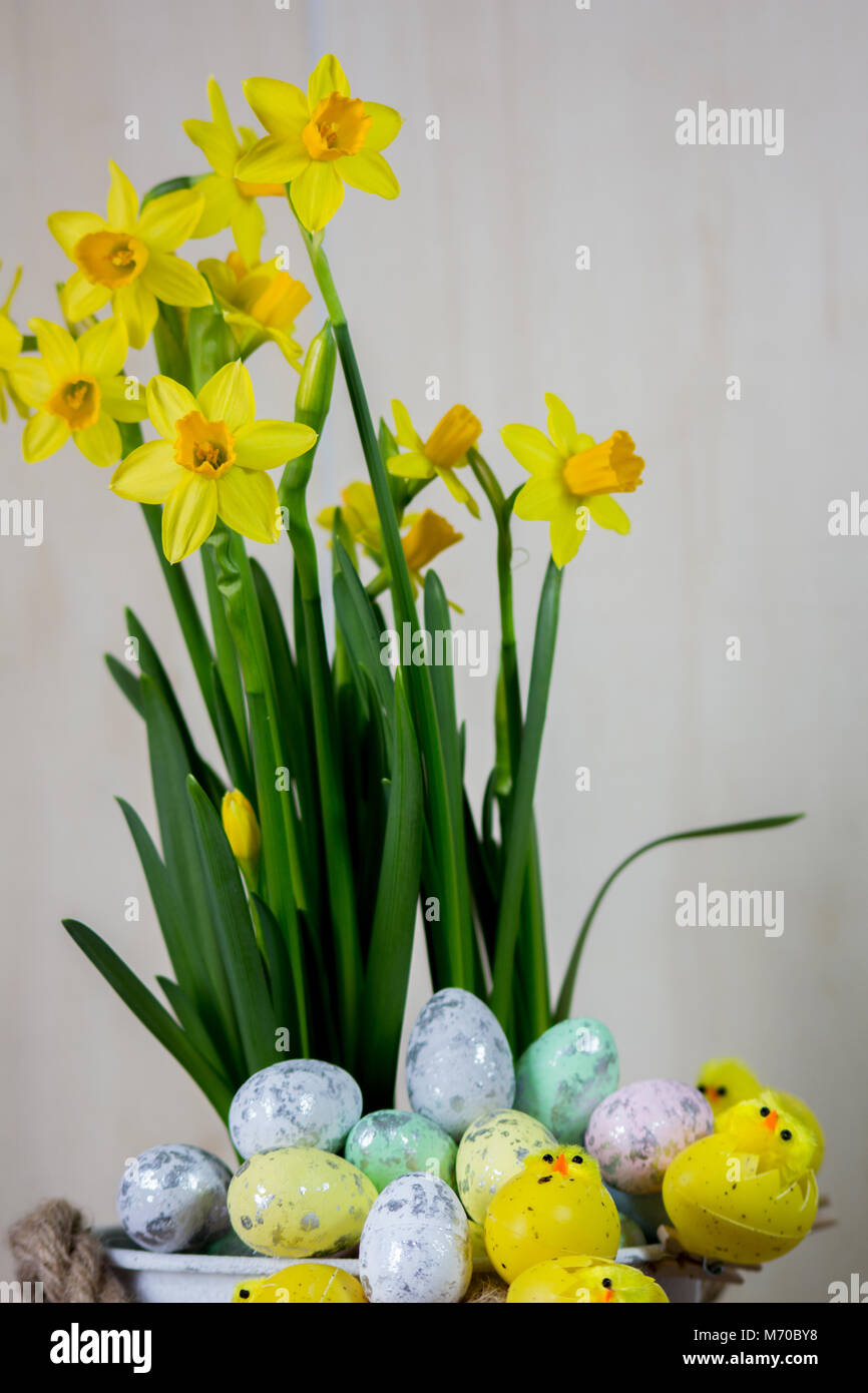 Easter eggs and chick hiding in the grass with daffodil Stock Photo - Alamy