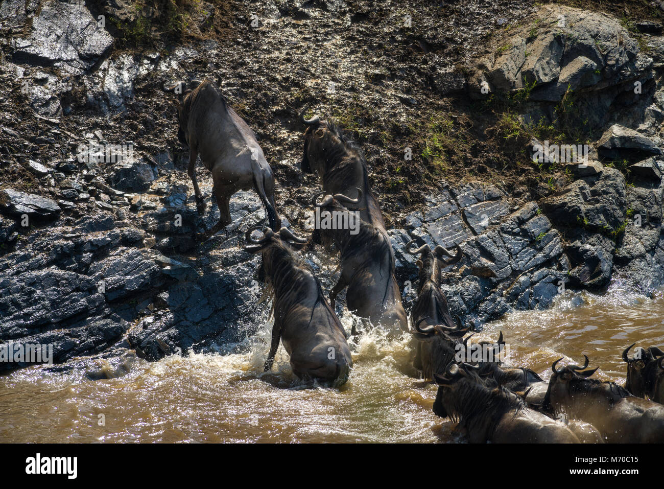 A herd of blue wildebeest (Connochaetes taurinus mearnsi) crossing a river during migration, Masai Mara, Kenya Stock Photo