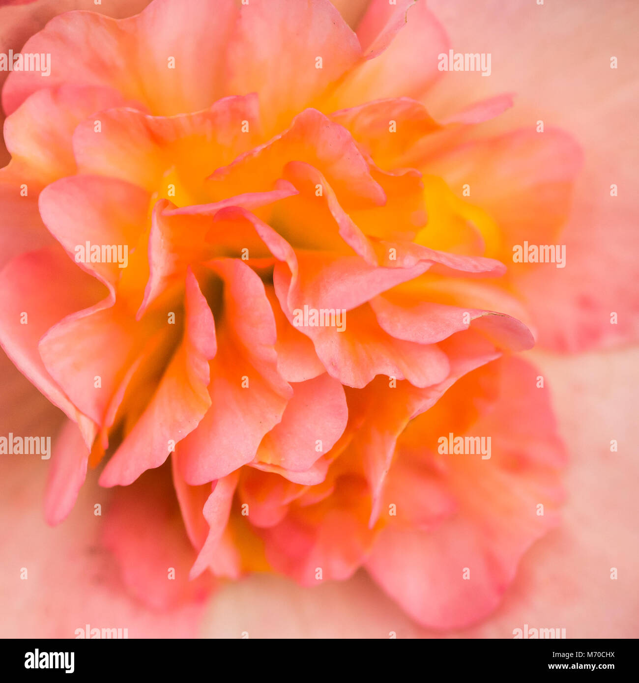 A macro shot of a salmon pink begonia illumination bloom. Stock Photo