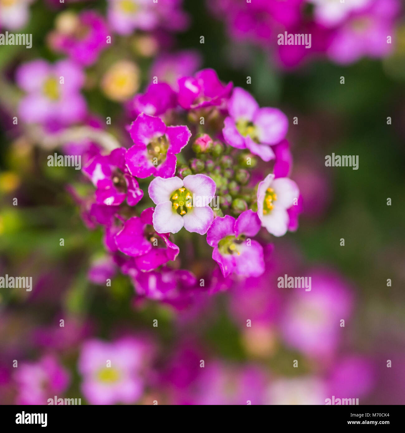Alyssum blooms hi-res stock photography and images - Alamy