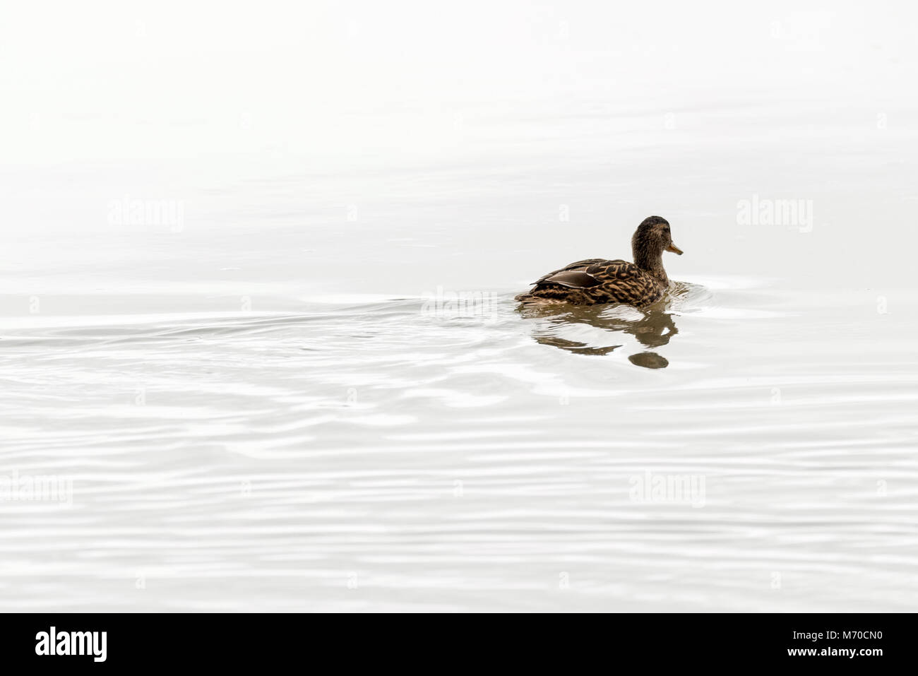 A lone female Mallard duck swims away along some still water of a river. Stock Photo