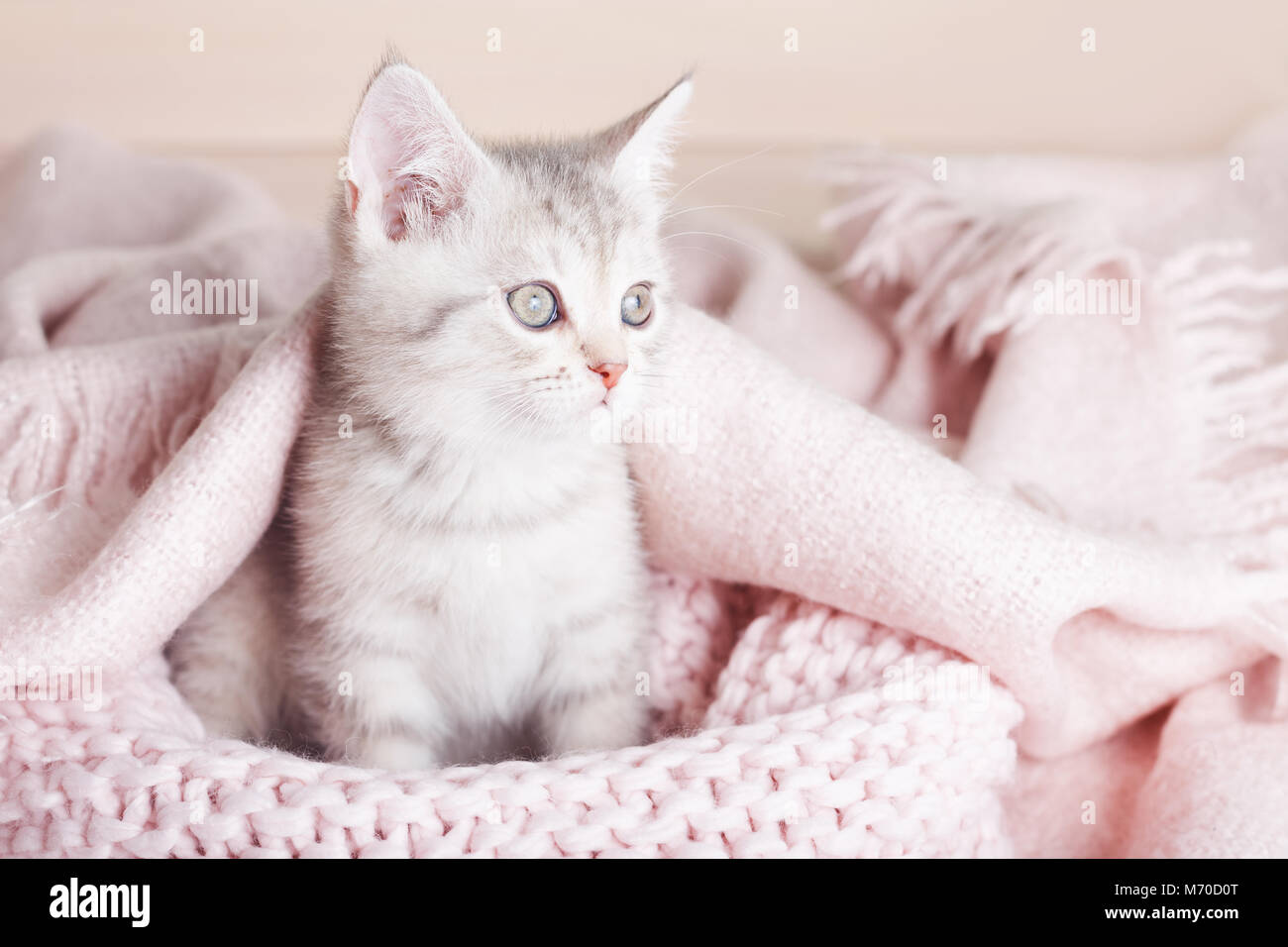 Cat blanket hires stock photography and images Alamy