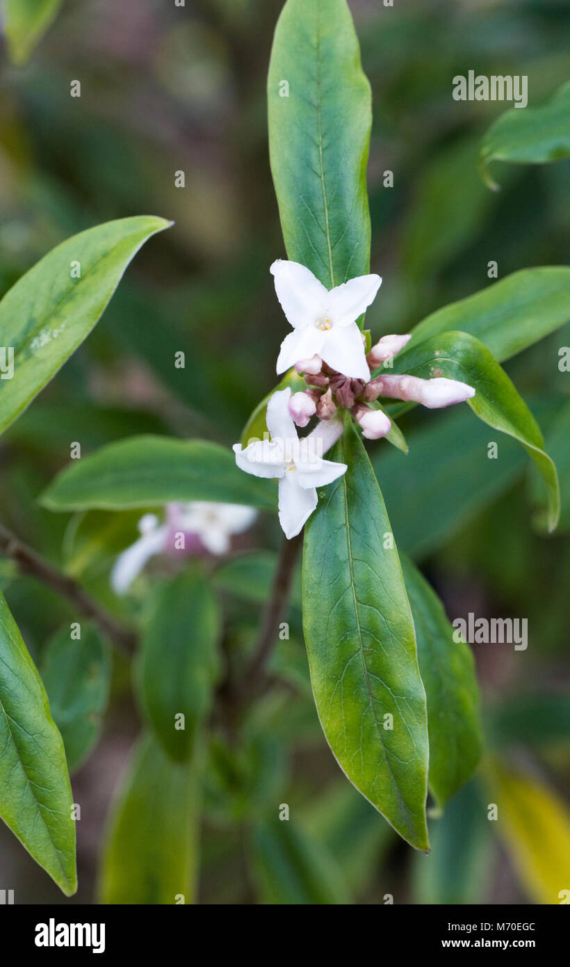 Daphne bholua 'Hazel Edwards' flowers Stock Photo Alamy