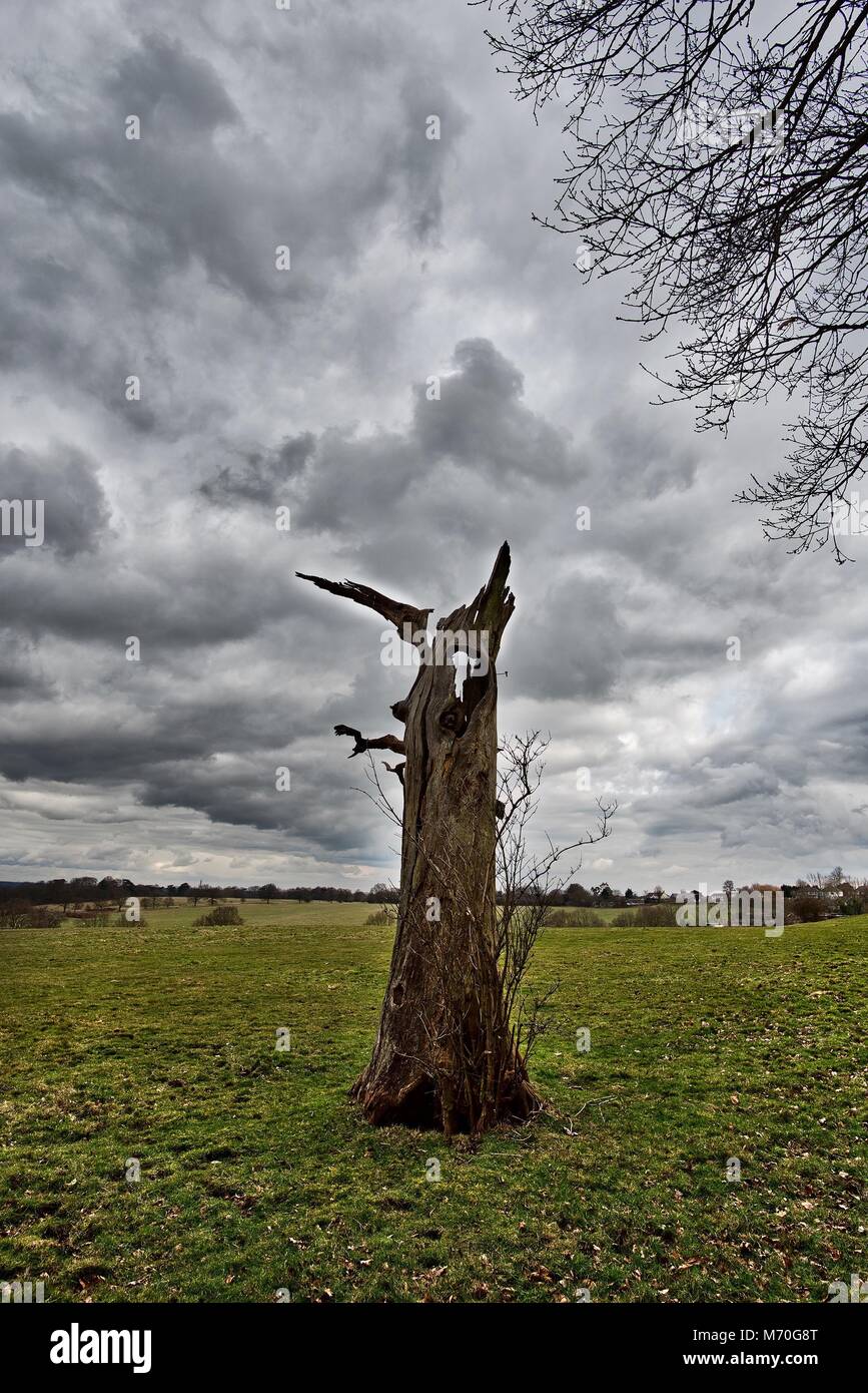 Solo tree moody skies. Stock Photo