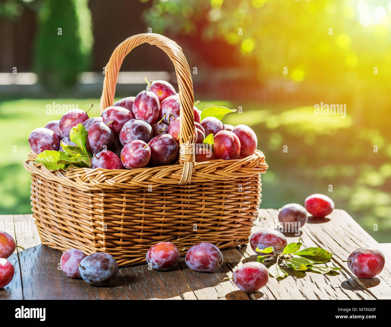 Plum harvest. Ripe plums in the basket on the table. Garden at the background. Stock Photo