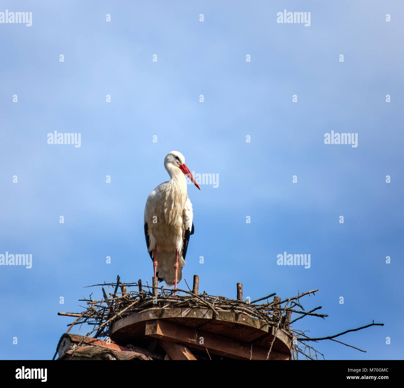 Stork in the nest Stock Photo
