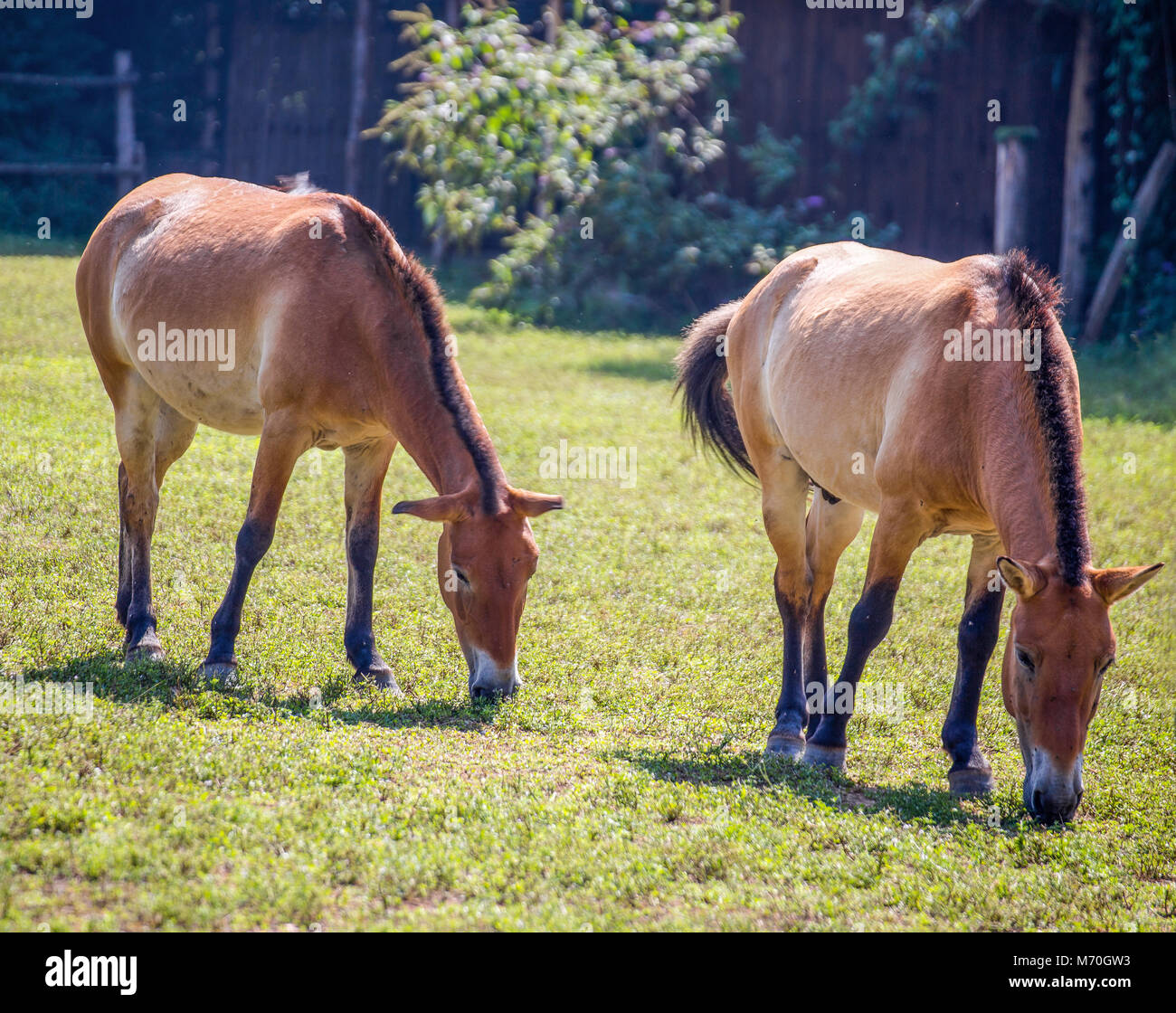 Two horses grazing on the green lush meadow in the countryside Stock Photo