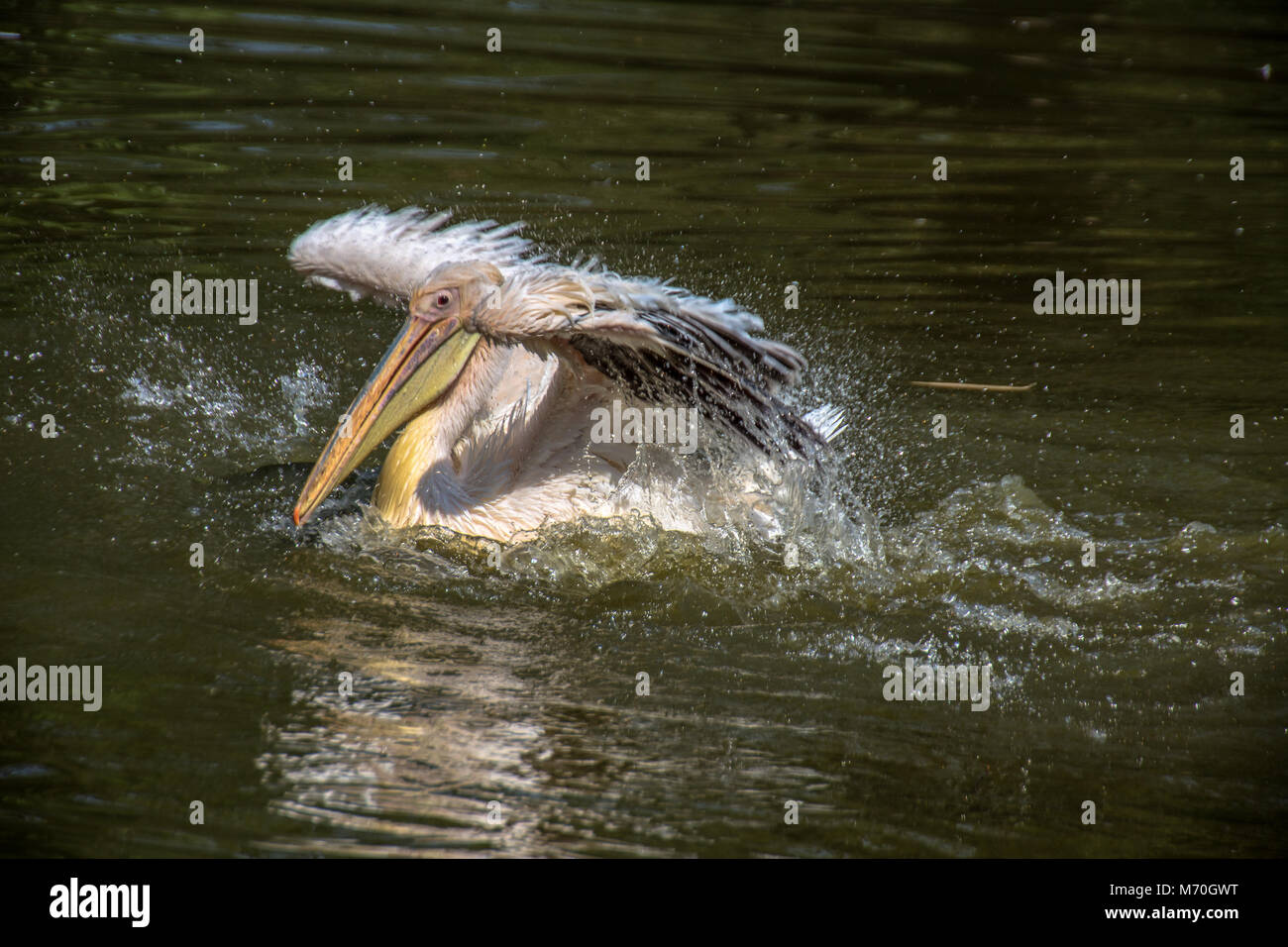 Pelican bathing and flapping his wings Stock Photo