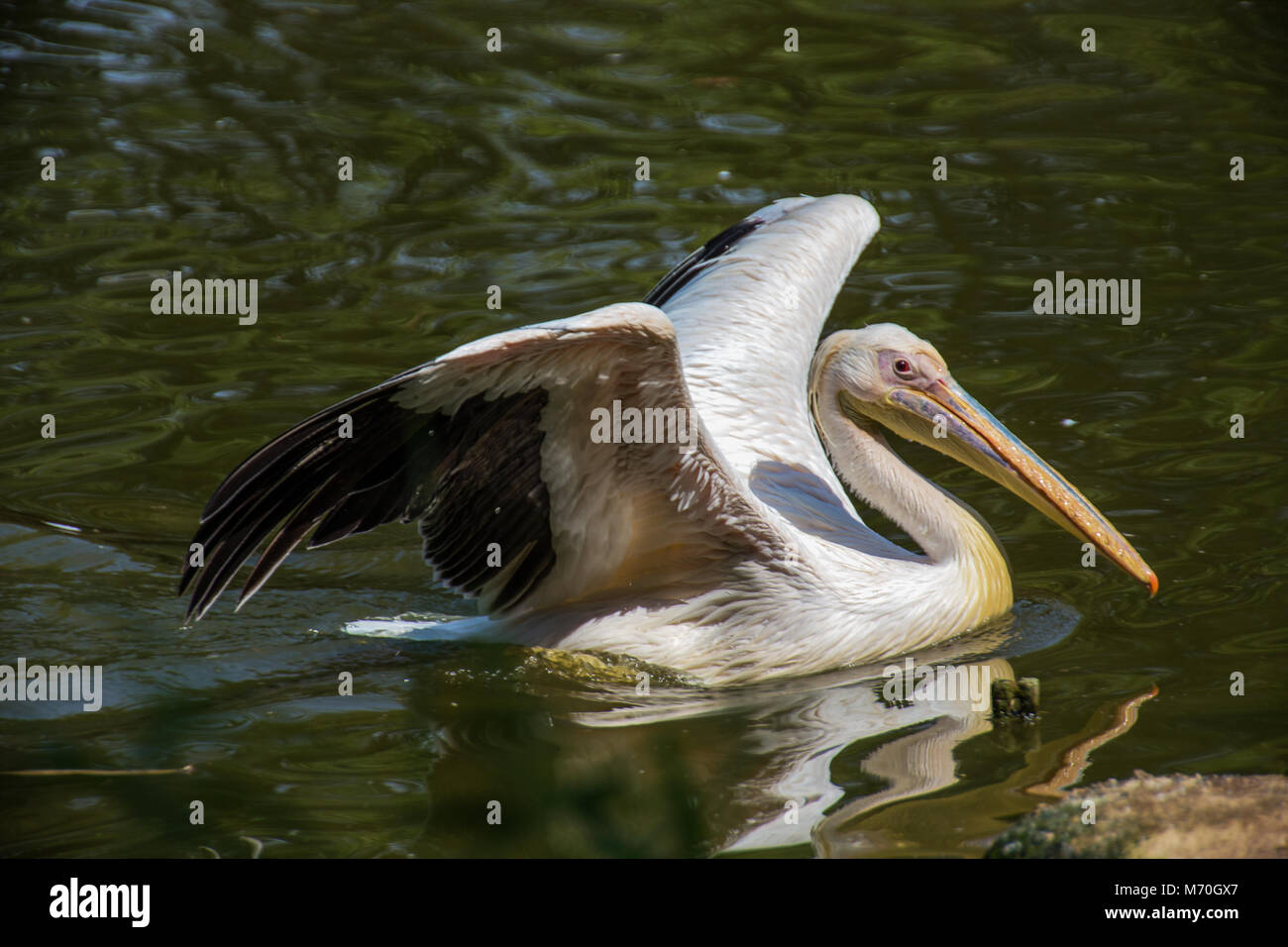 Pelikan a large water bird with yellow-orange beak Stock Photo