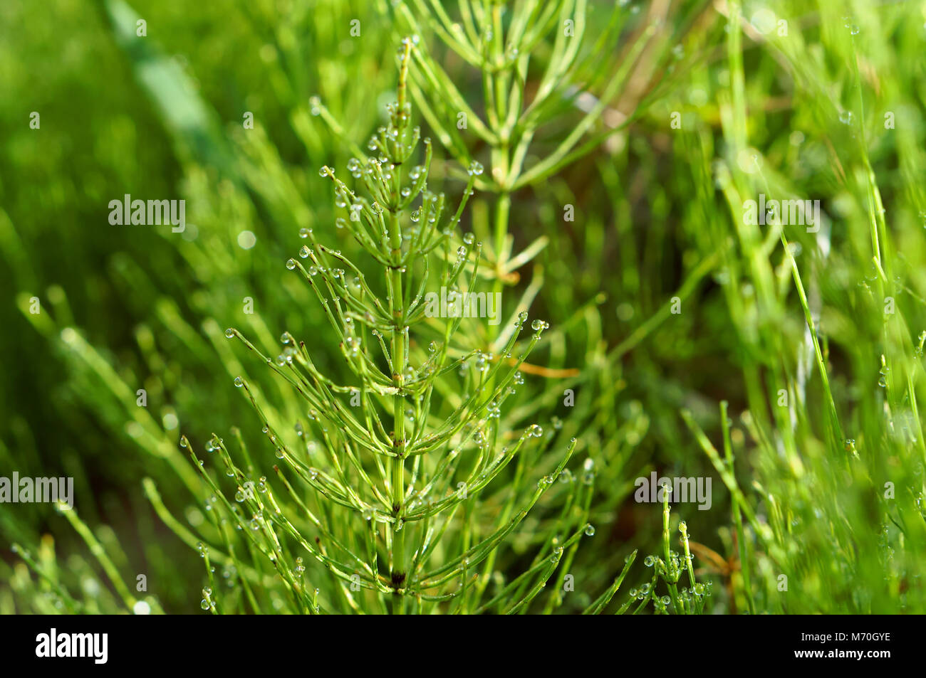 Horsetail_Mama