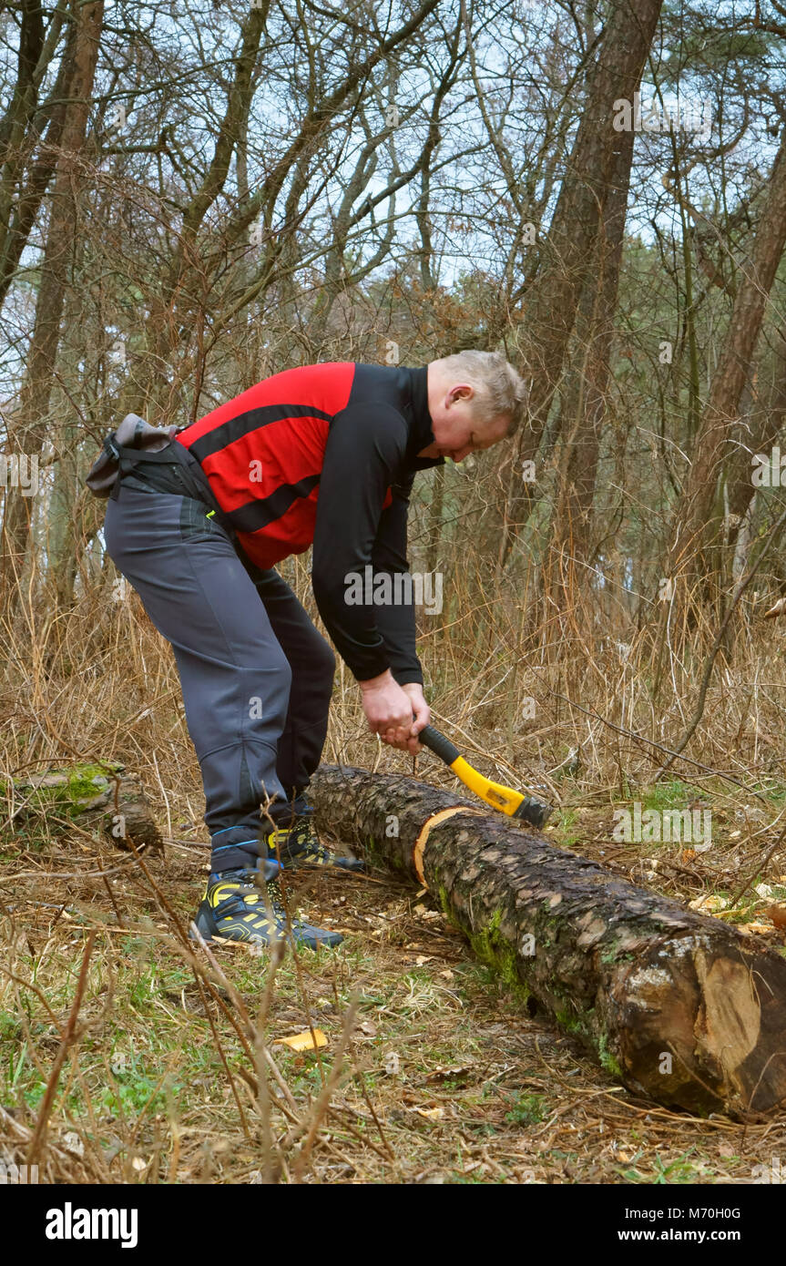 chopping wood for a fire, chopping wood with an axe in the woods Stock Photo