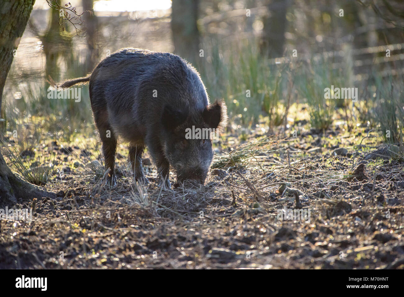 Wild Boar sow, Bowland Wild Boar Park, Chipping, Preston, Lancashire, United Kingdom. Stock Photo
