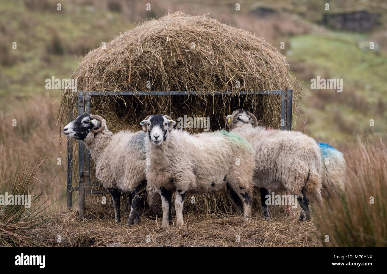 Swaledale ewes feeding from a ring feeder, Hawes, North Yorkshire, United Kingdom. Stock Photo