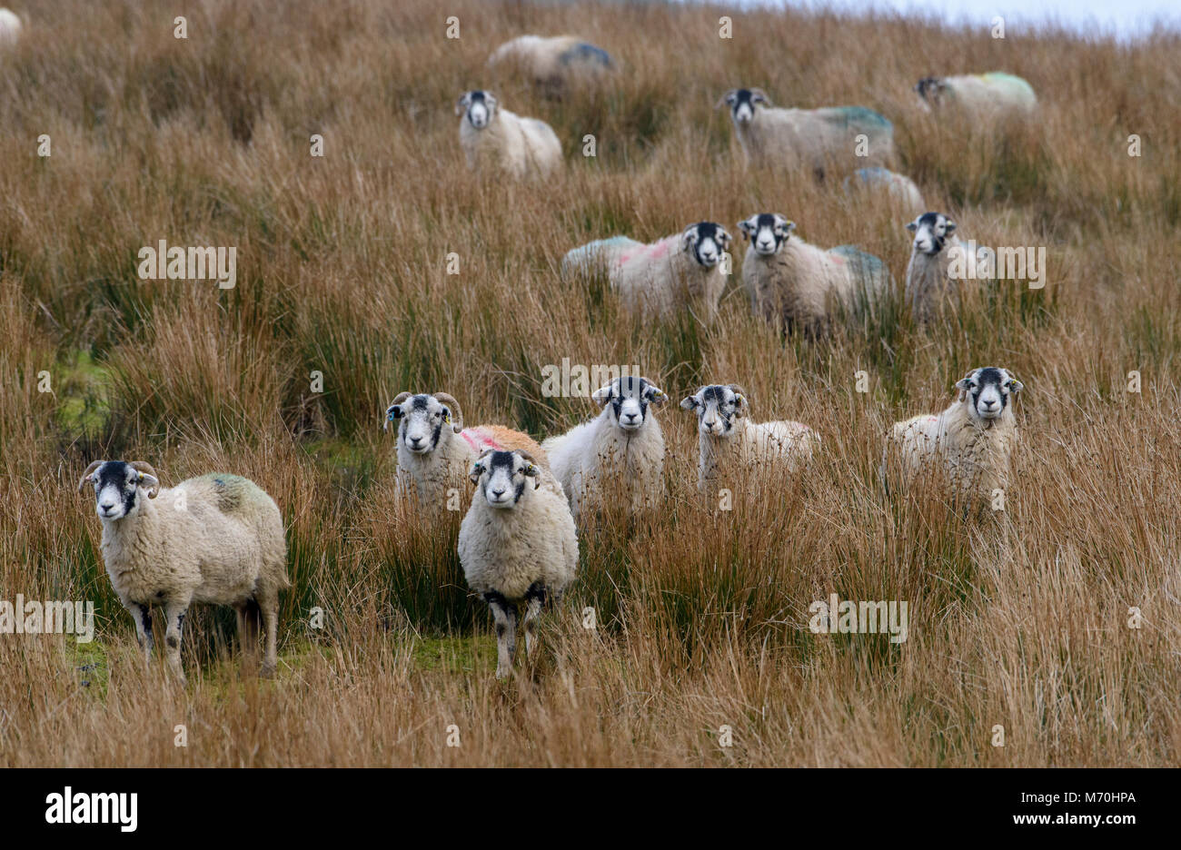 Swaledale ewes near Hawes, North Yorkshire, United Kingdom. Stock Photo