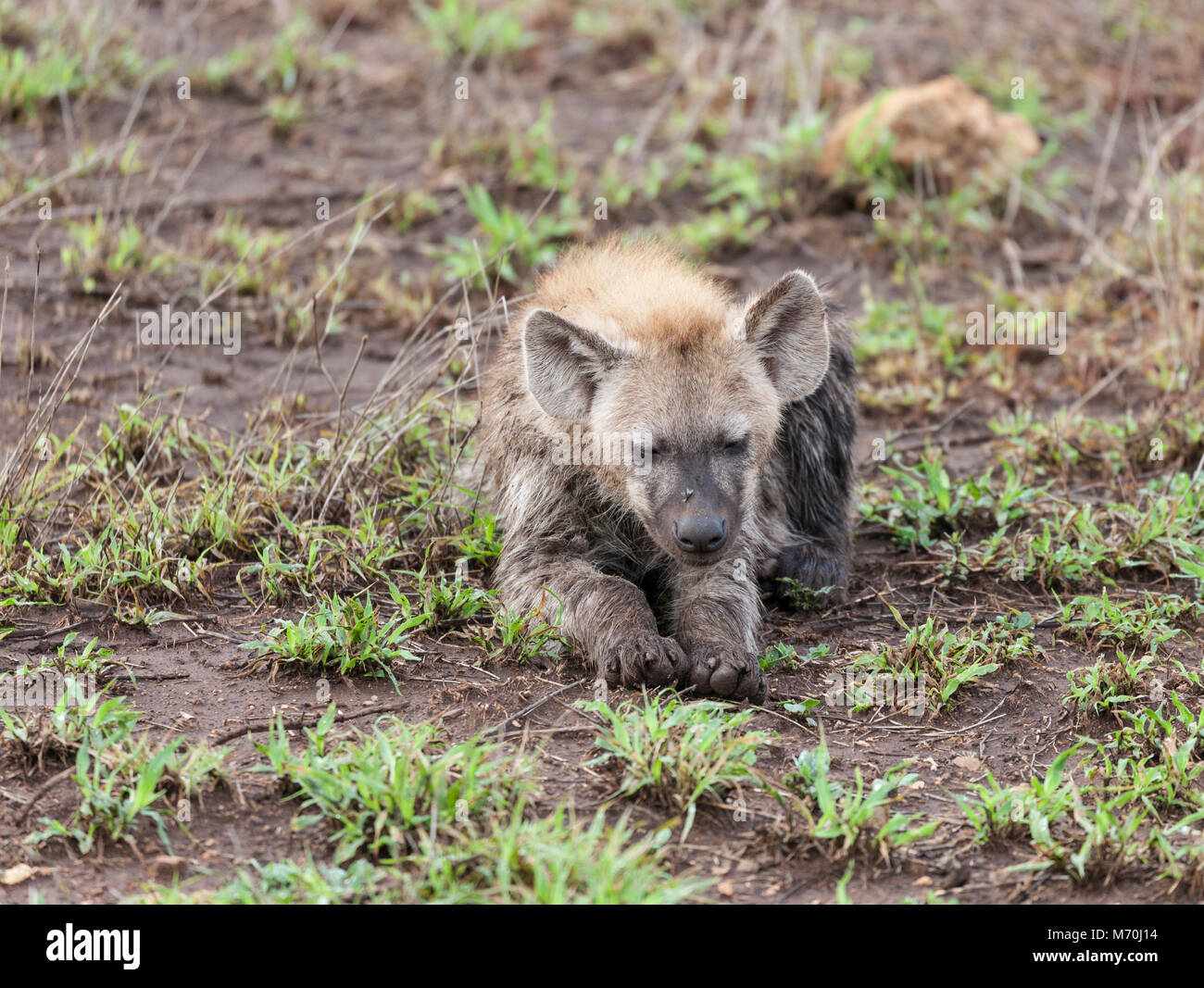 A sleepy Spotted Hyaena, Crocuta crocuta, lying down resting, in Kruger NP, South Africa. Three files on its nose can be easily removed. Stock Photo