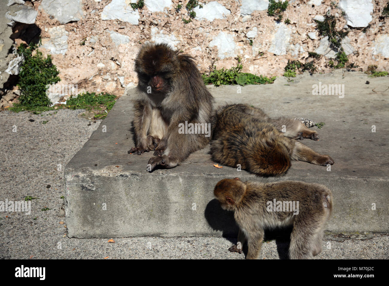 Barbary Apes ( Macaca sylvanus ), Rock of Gibraltar, UK Stock Photo