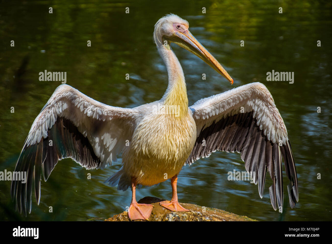 Pelican with opened wings Stock Photo