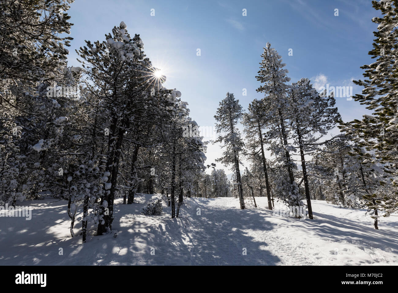 Winter Hiking Trail In Langis Leads Through A Fresh Snowy Landscape In