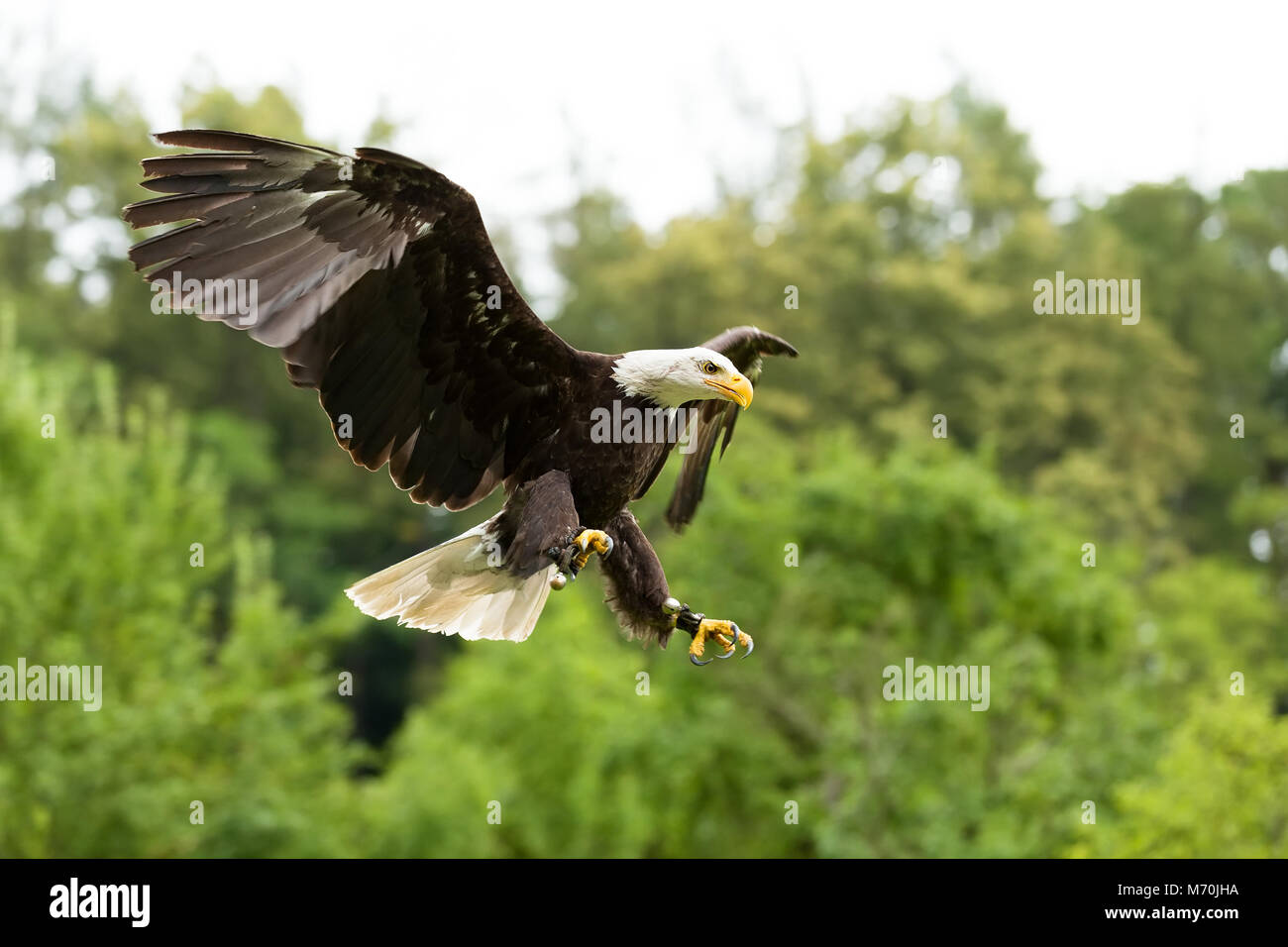 Bald eagle (Haliaeetus leucocephalus). Eagle in captivity, Falconry