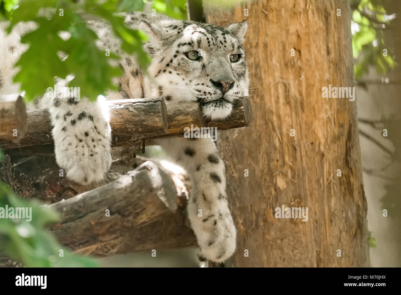 beautiful cat snow leopard - Irbis, Uncia uncia, endangered species in