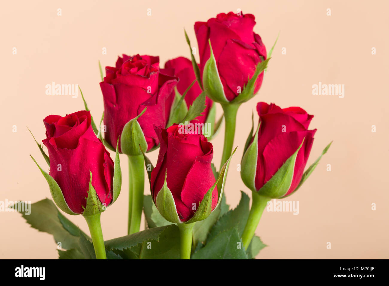 detail of fresh red roses on beige background Stock Photo - Alamy