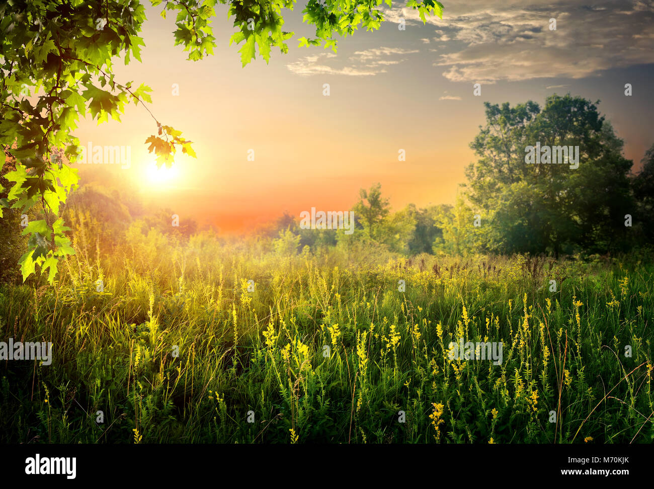 Clearing in the forest in sunny summer morning Stock Photo