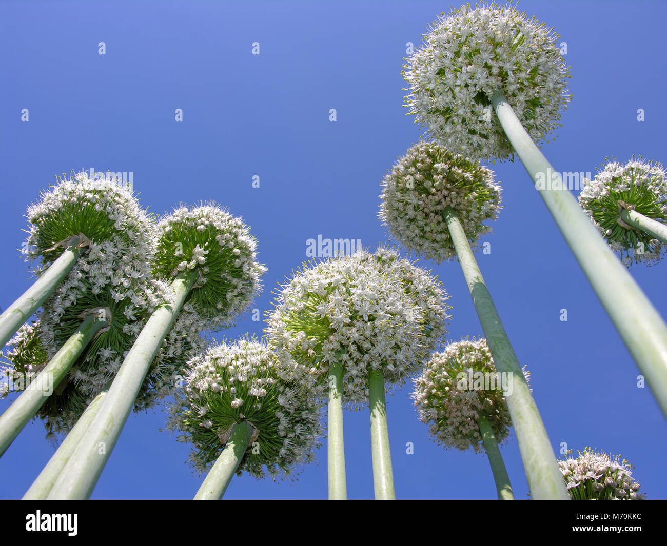 closeup of the blooming onion plant in the vegetable garden, low angle