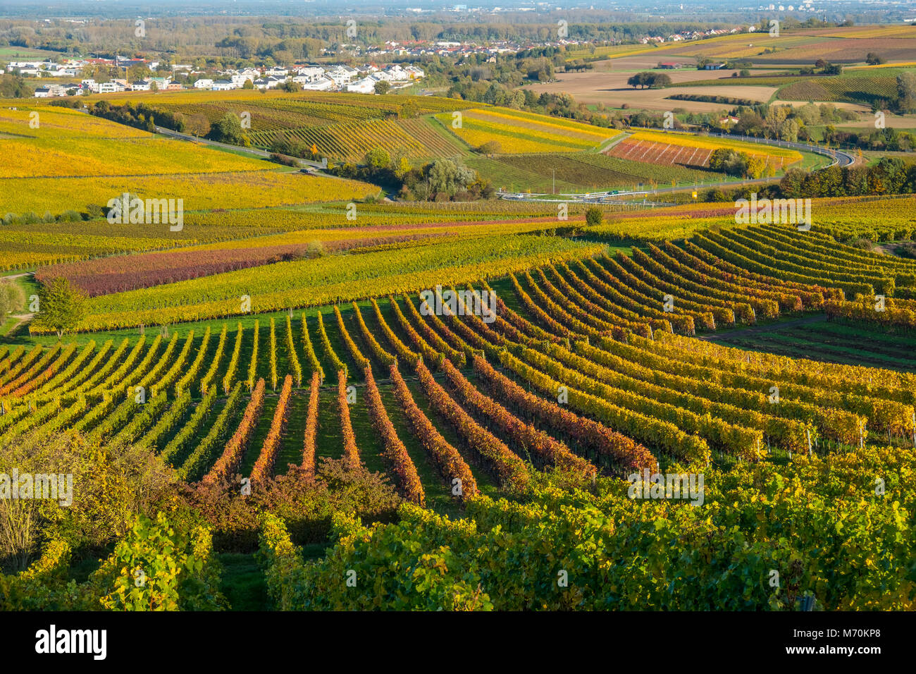 Vineyards during autum in Bodenheim - Rheinhessen, Germany Stock Photo
