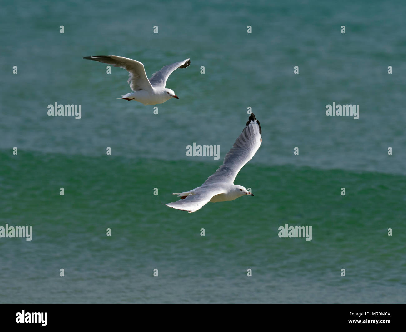 Silver gull Chroicocephalus novaehollandiae in flight on beach Stock Photo