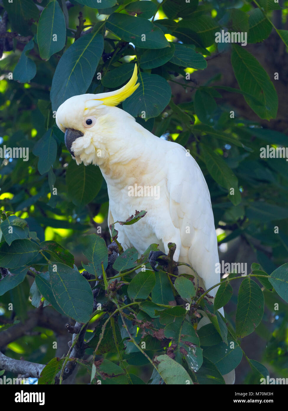 sulphur-crested cockatoo Cacatua galerita Stock Photo