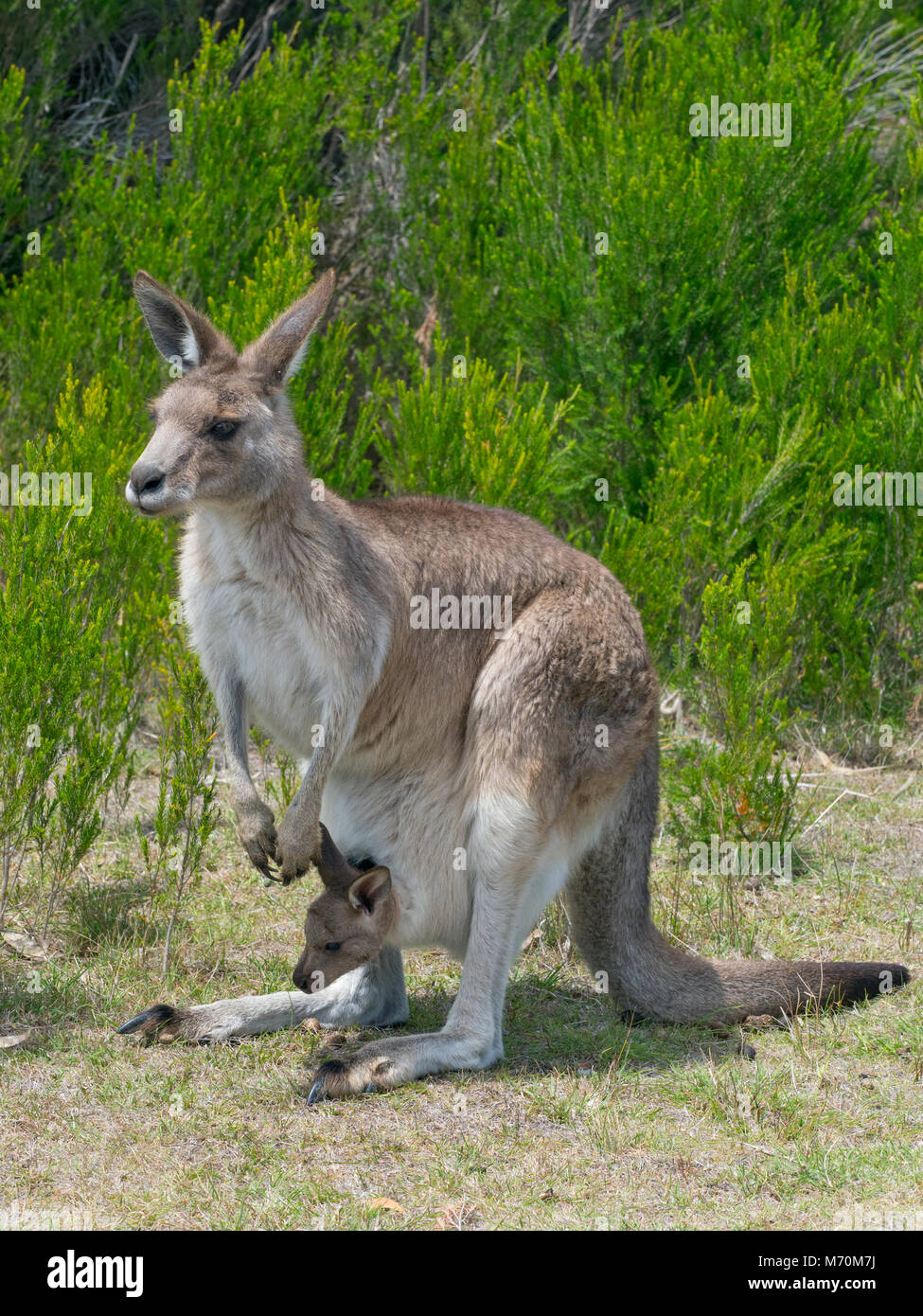 Western Grey Kangaroo Macropus fuliginosus with young Stock Photo