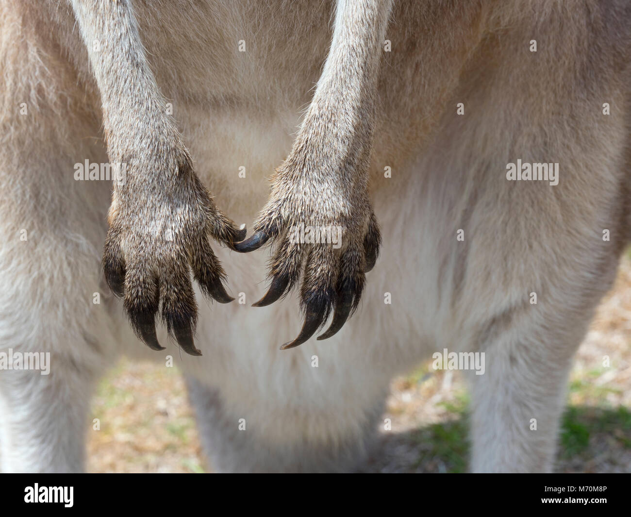 Western Grey Kangaroo Macropus fuliginosus Stock Photo