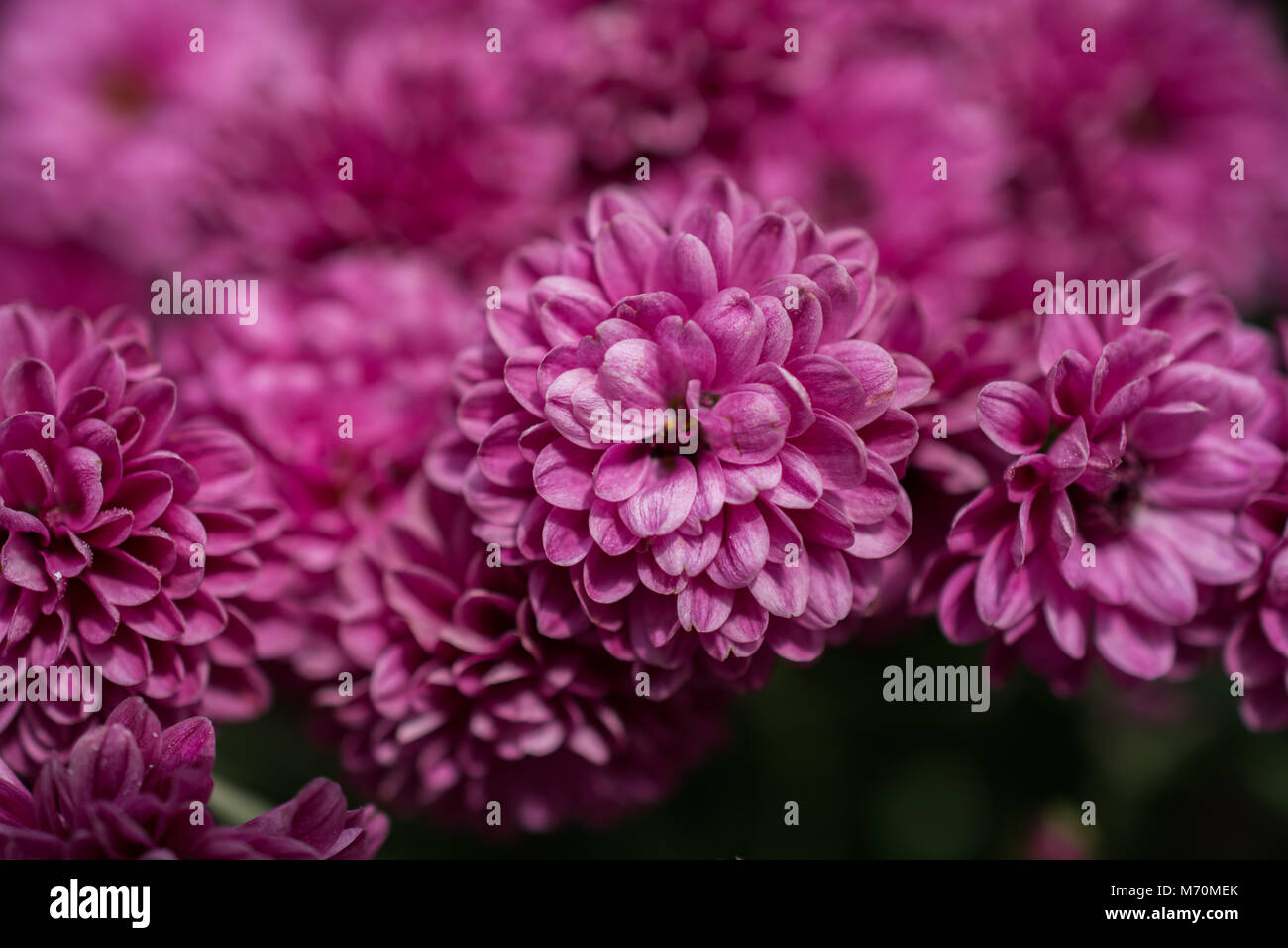 Beautiful colorful natural spring flowers as a nature background Stock ...