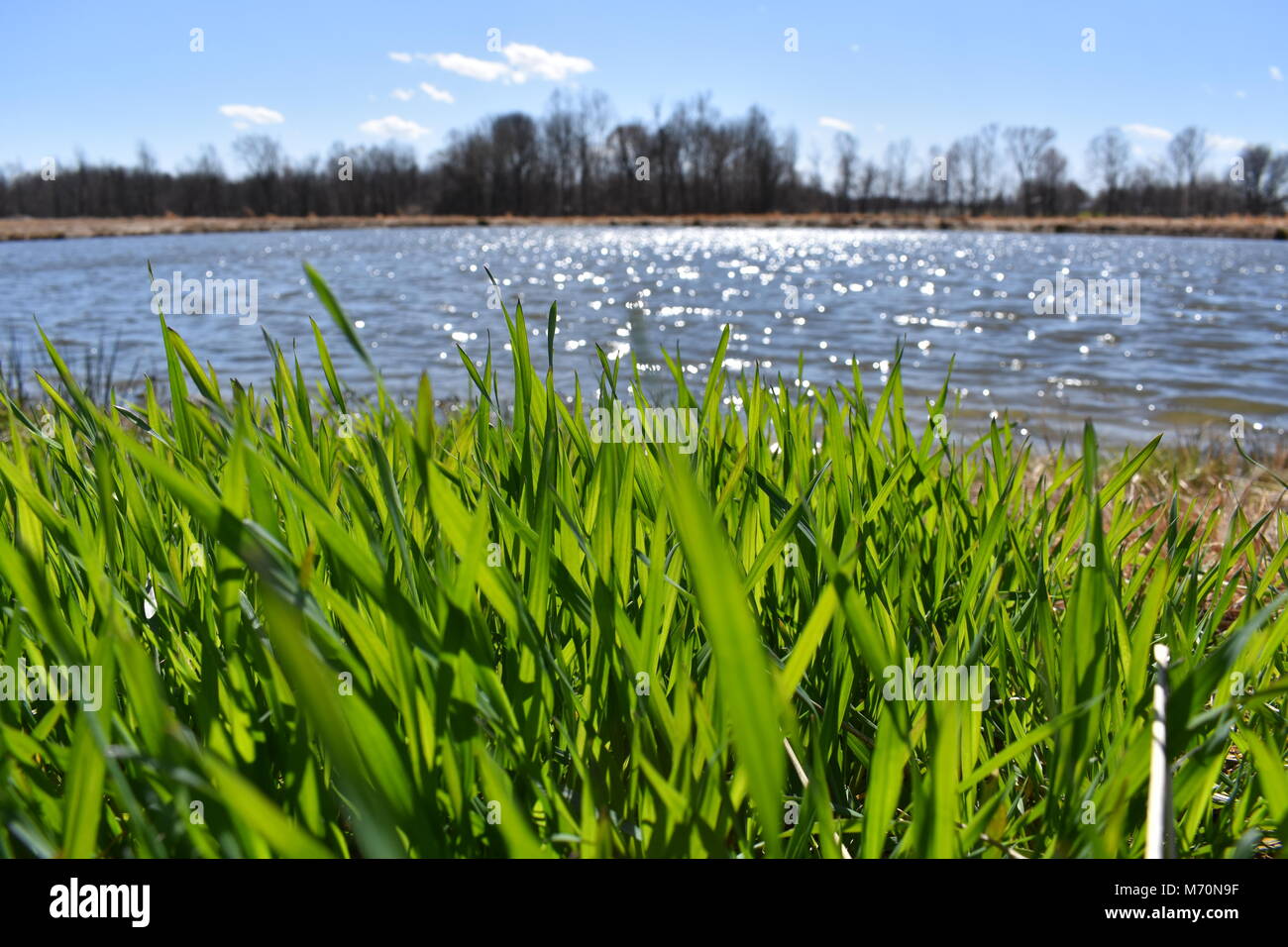 Tall grass pond hi-res stock photography and images - Alamy