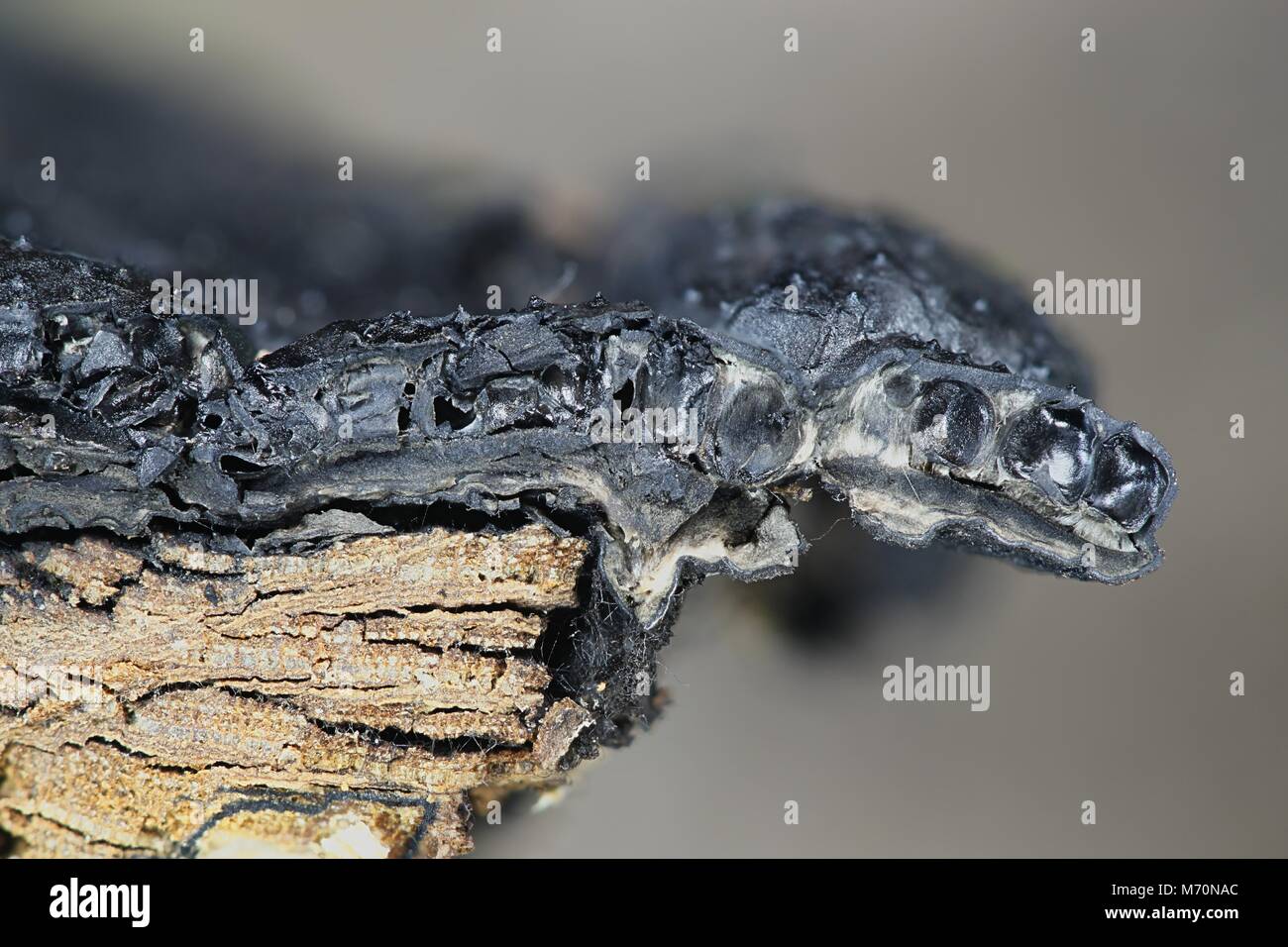 Brittle cinder fungus, Kretzschmaria deusta, a major plant pathogen