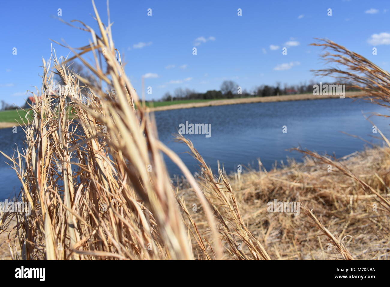 Tall grass pond hi-res stock photography and images - Alamy