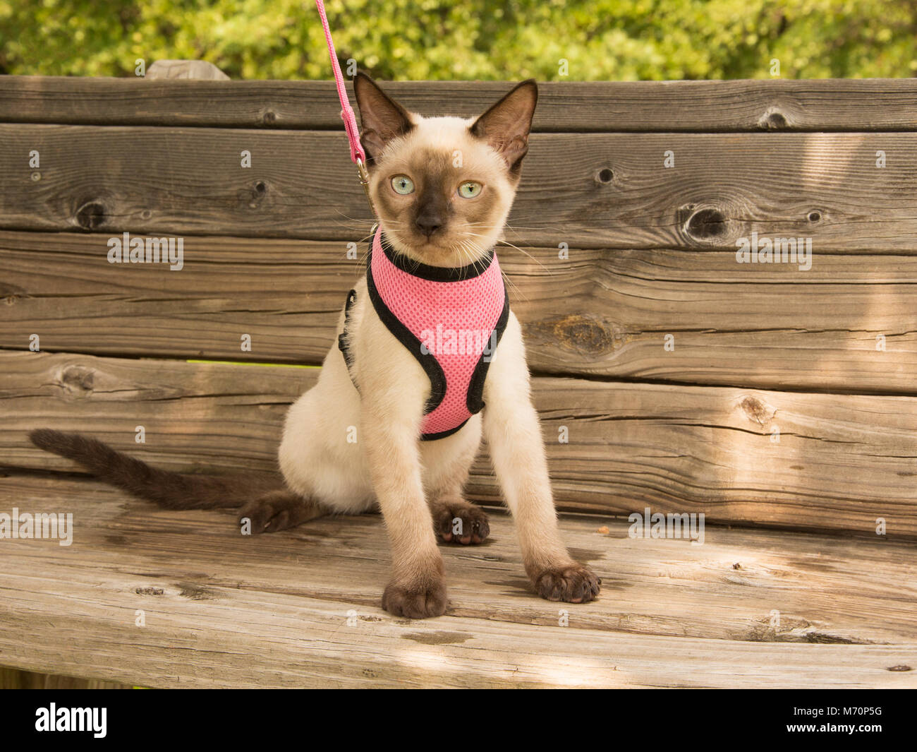 Young Siamese cat in a pink harness sitting on a wooden bench in the shade of a tree, looking at the viewer Stock Photo