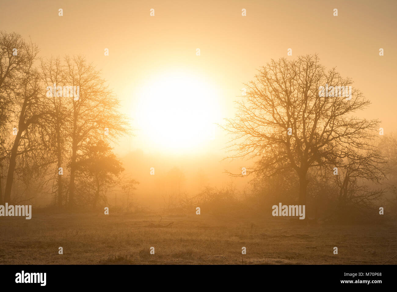 Foggy sunrise in golden tones in a rural pasture landscape Stock Photo
