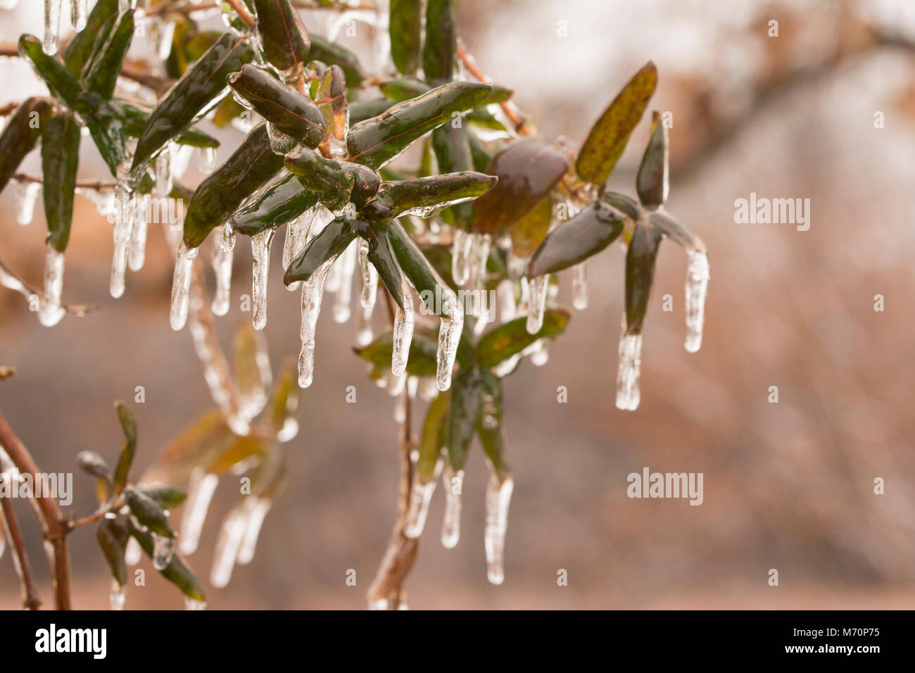 Lonicera species hi-res stock photography and images - Alamy