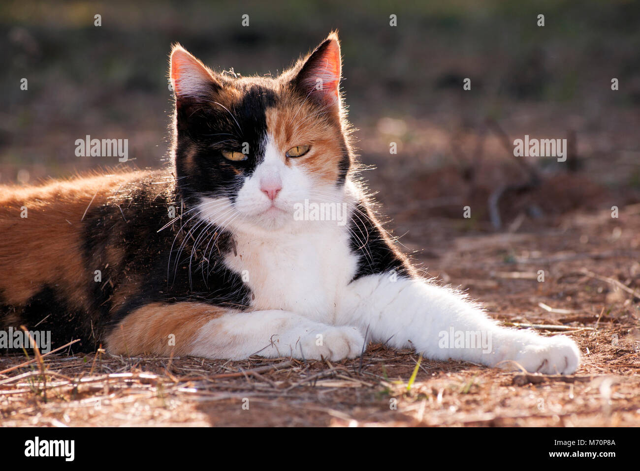 Calico cat back lit by evening sun, resting on the ground Stock Photo