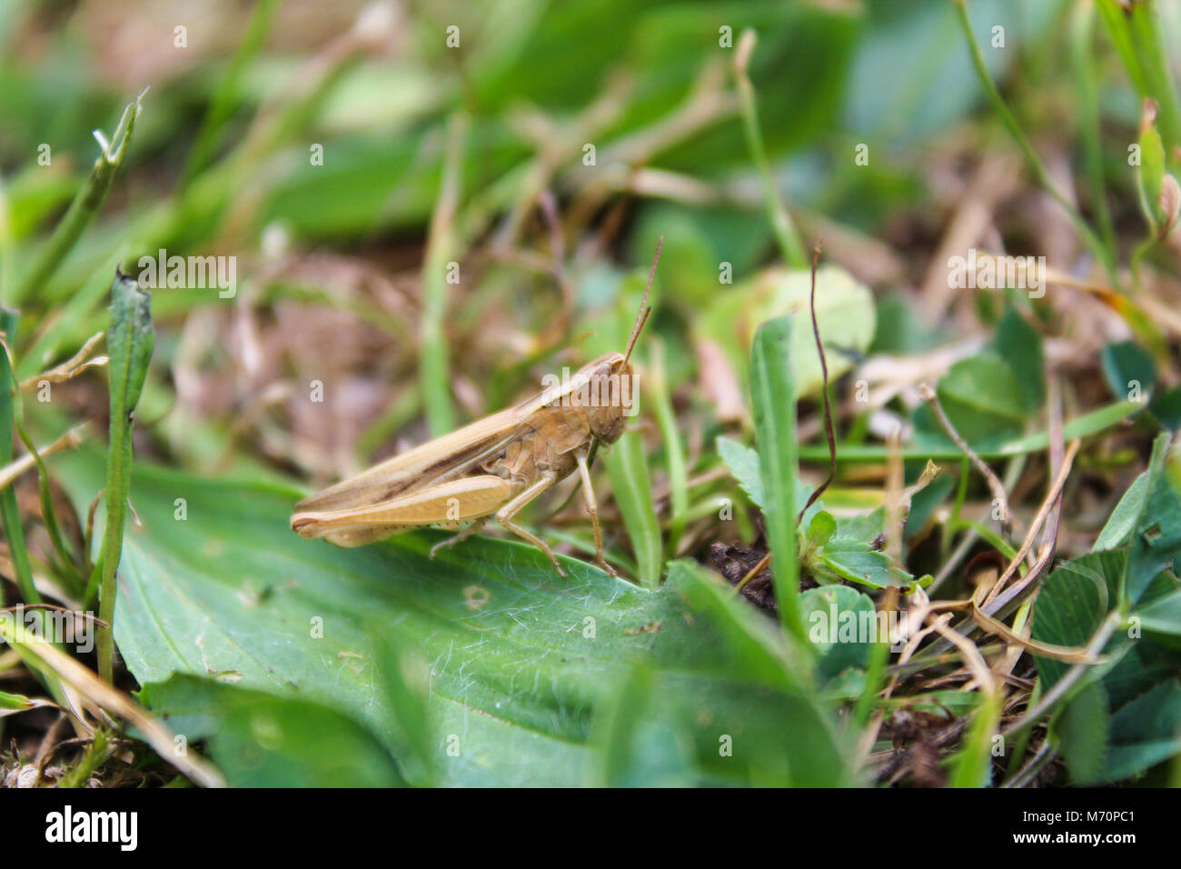 Chorthippus albomarginatus, grasshopper from side, macro photo Stock Photo